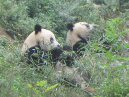 Pandas